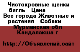 Чистокровные щенки бигль › Цена ­ 15 000 - Все города Животные и растения » Собаки   . Мурманская обл.,Кандалакша г.